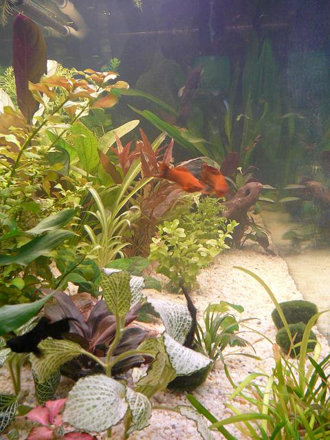 P1040470.JPG