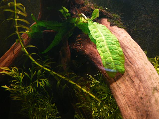 P1180724.JPG