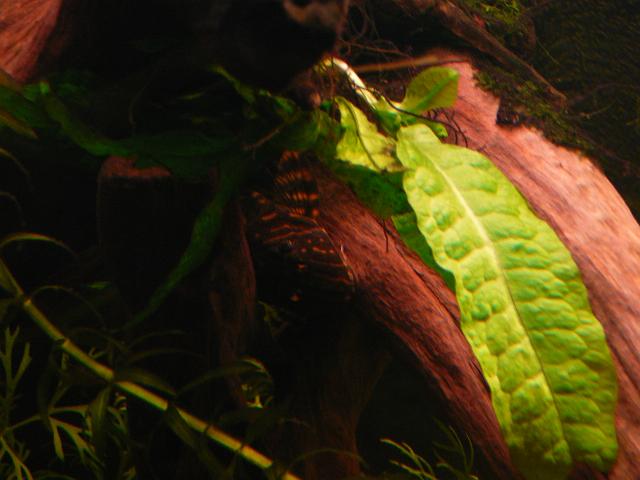 P1180731.JPG