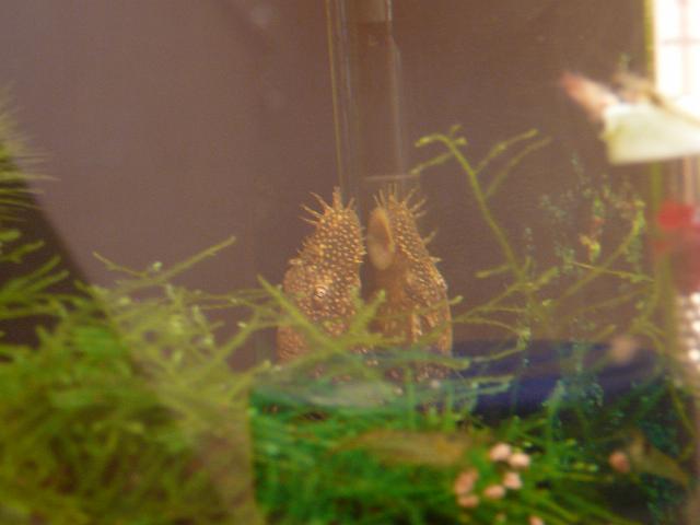 P1060210.JPG