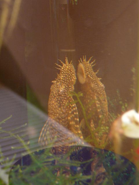 P1060214.JPG