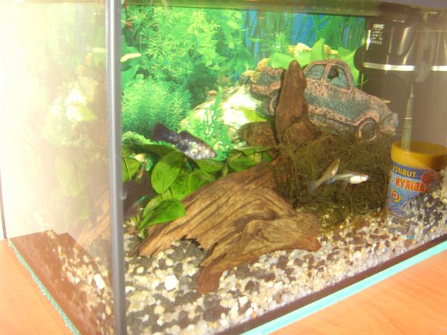 STA60004.JPG - Gupiki