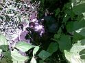20090716(005)
