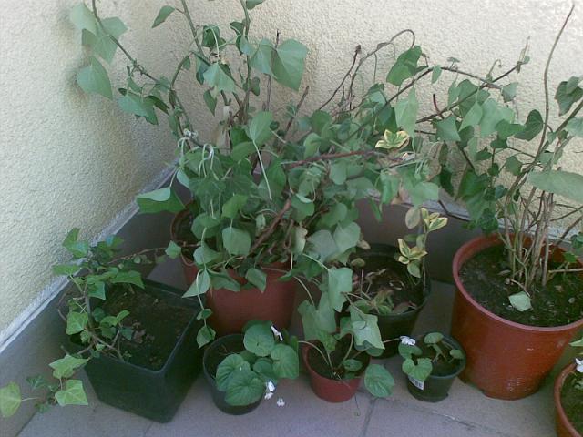 20090517(009).jpg