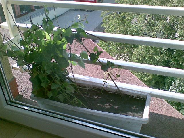 20090517(011).jpg