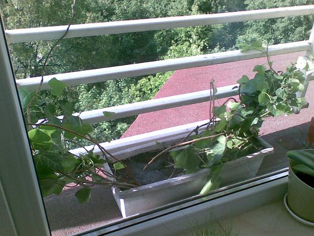 20090517(012).jpg