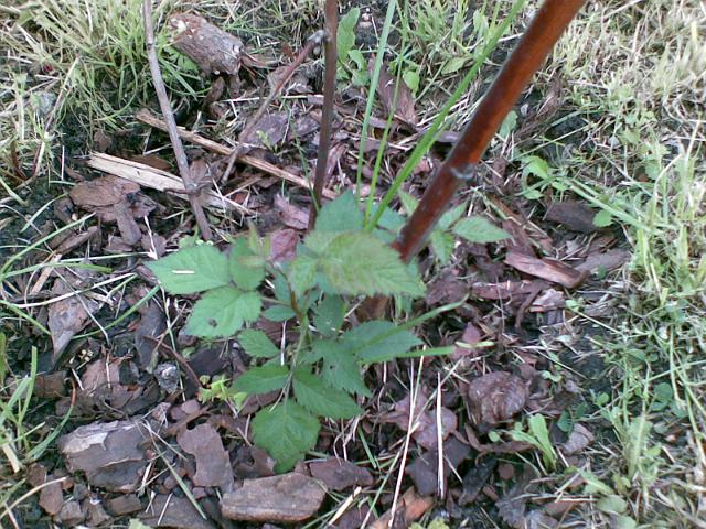 20090530(001).jpg