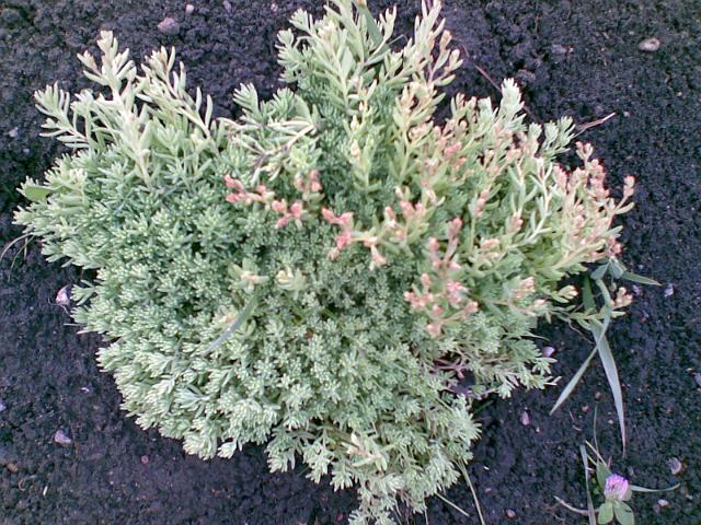 20090530.jpg