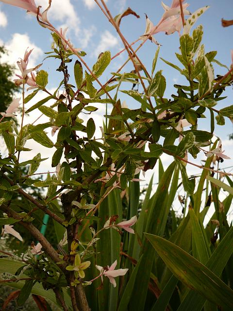 P1210683.JPG