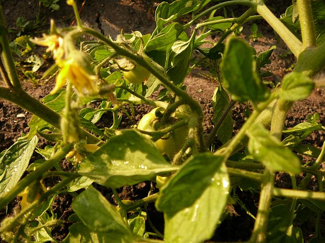 P1220677.JPG