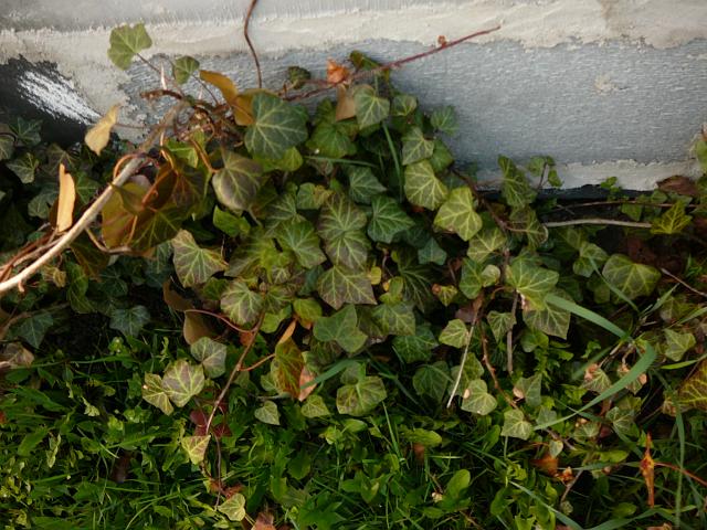 P1190529.JPG