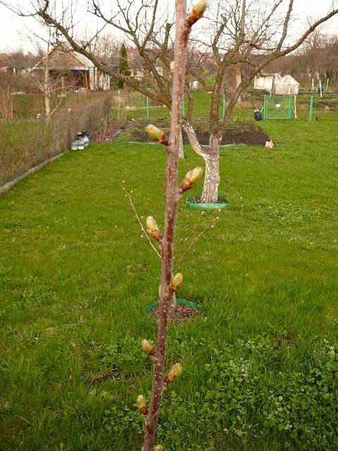 P1190532.JPG