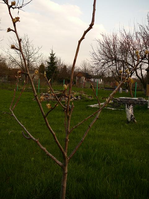 P1190533.JPG