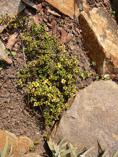 P1190940.JPG