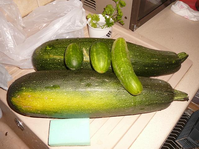 P1240026.JPG