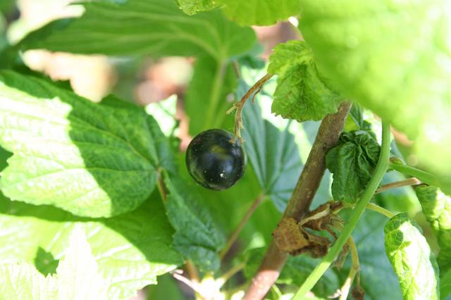 IMG_0048.JPG