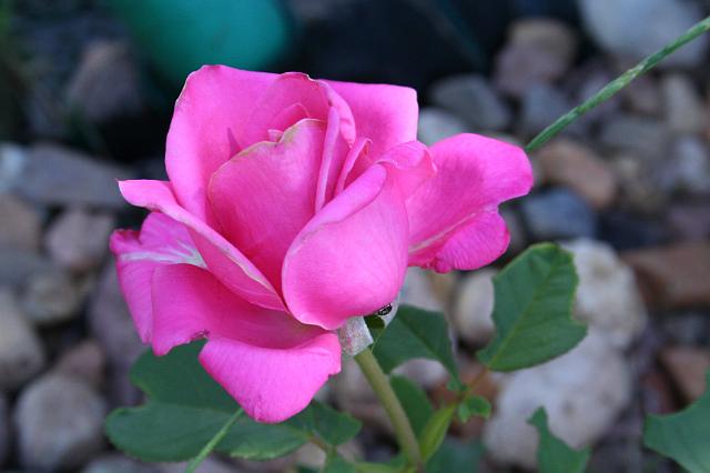 IMG_0053.JPG