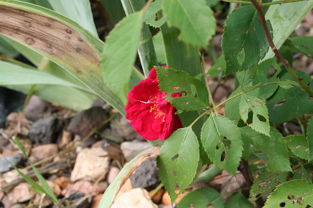 IMG_3366.JPG