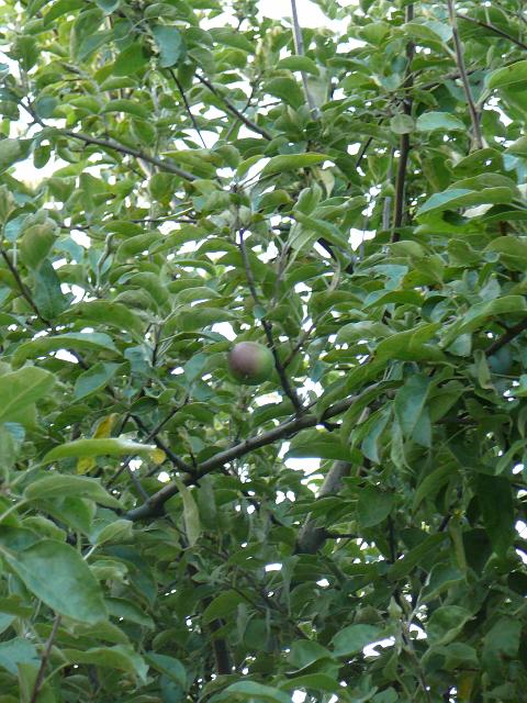 P1290815.JPG