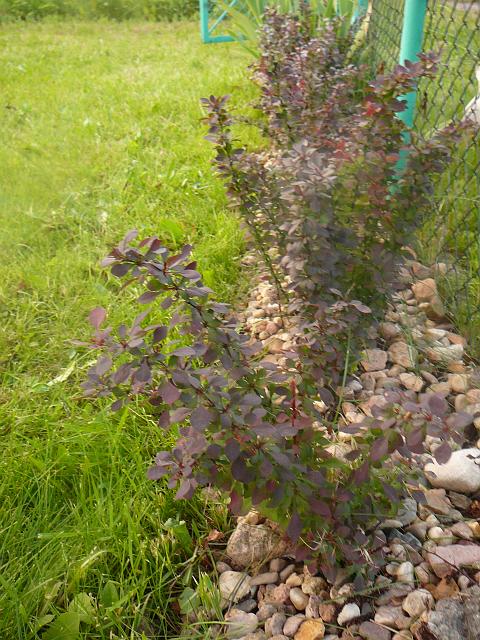 P1290036.JPG