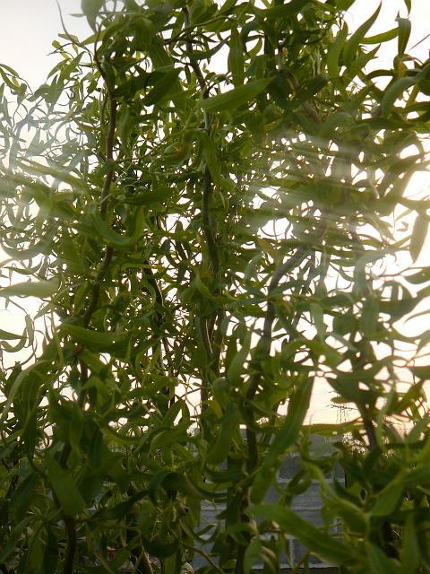 P1290051.JPG