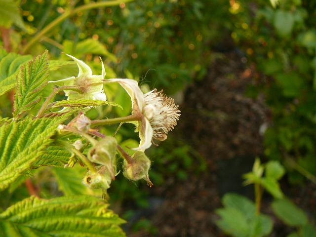 P1290143.JPG