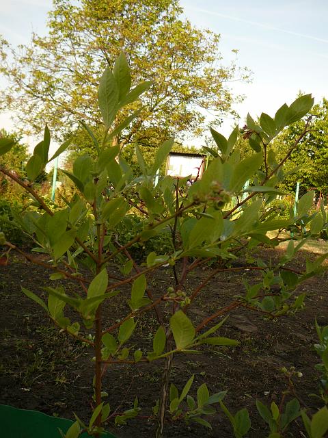 P1290150.JPG