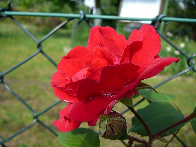 P1350433.JPG