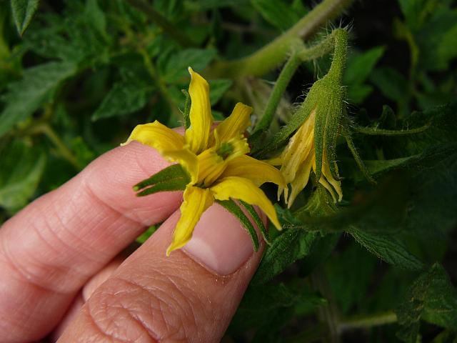 P1350438.JPG