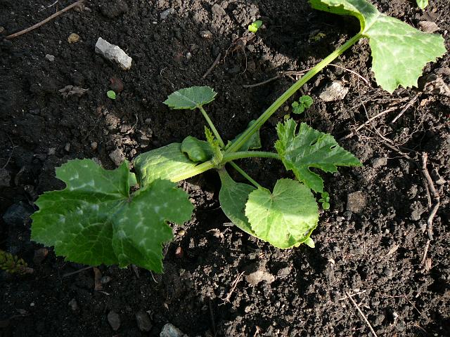 P1350449.JPG