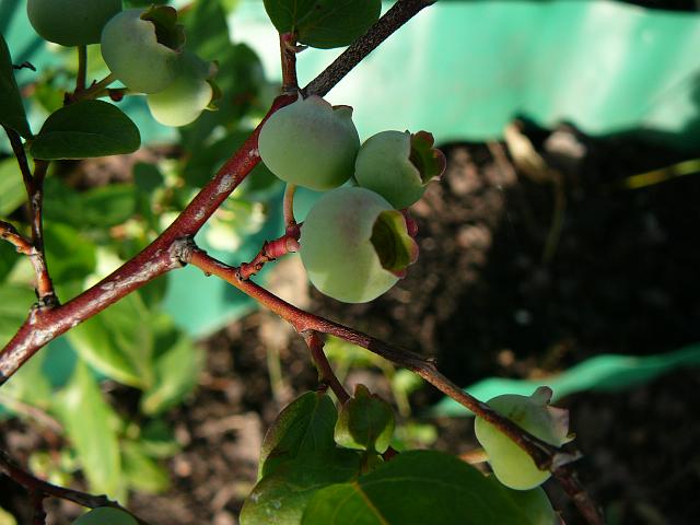 P1350456.JPG