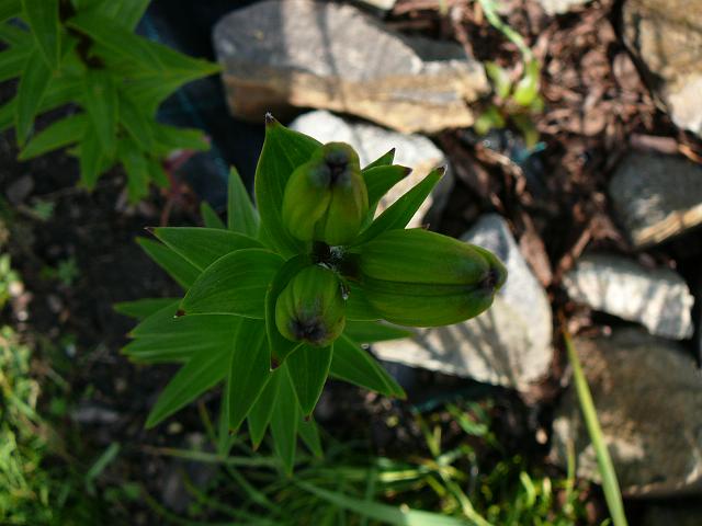 P1350464.JPG
