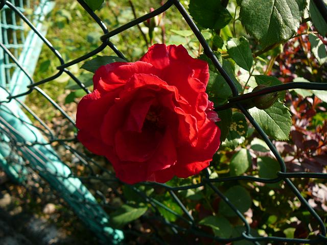 P1350516.JPG