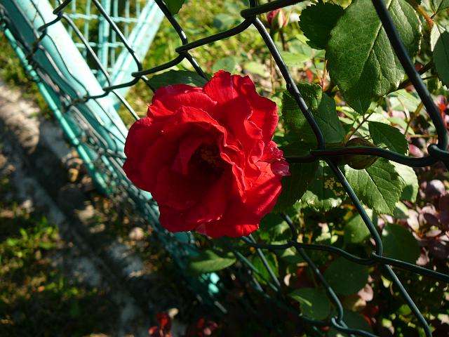 P1350517.JPG