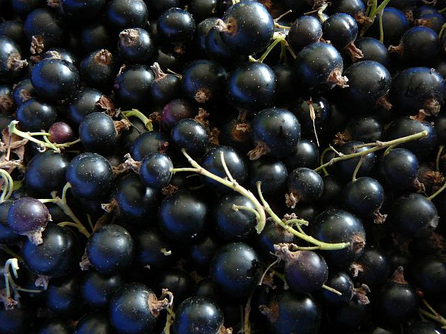 P1360471.JPG