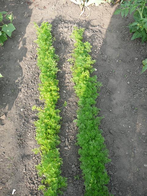 P1360492.JPG