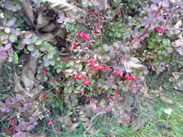 20121104503.jpg
