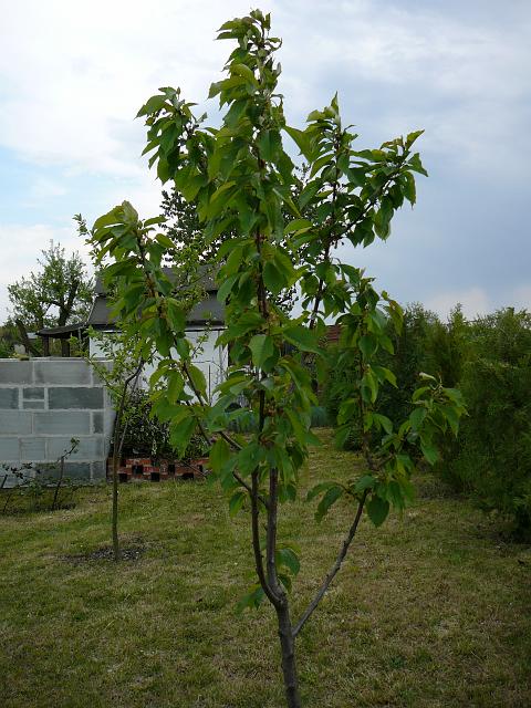 P1340033.JPG