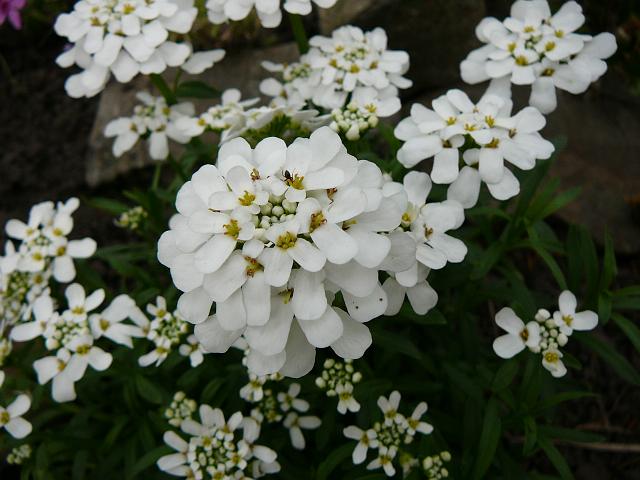 P1340049.JPG