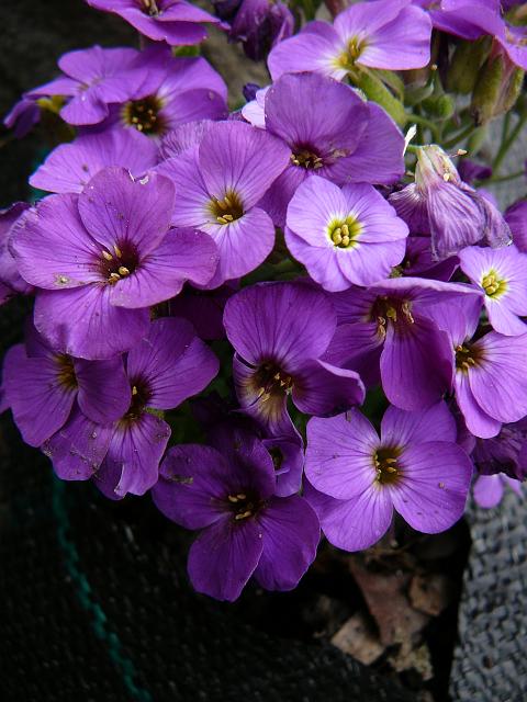 P1340051.JPG