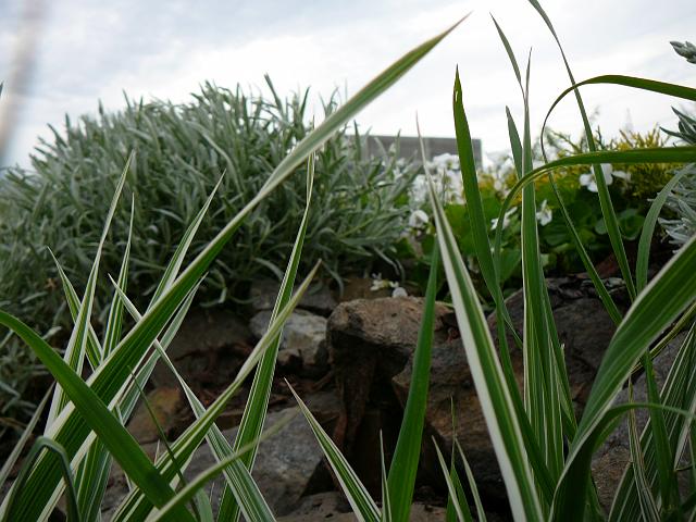 P1340247.JPG