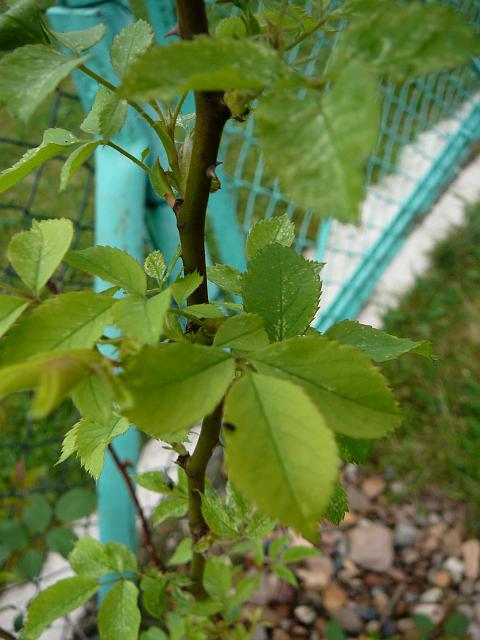 P1340281.JPG