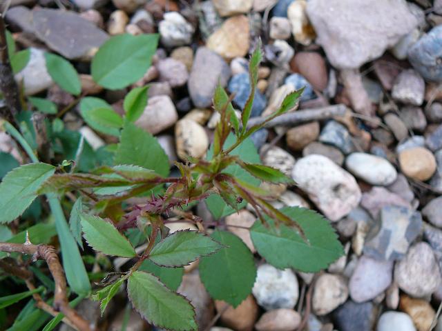 P1340286.JPG