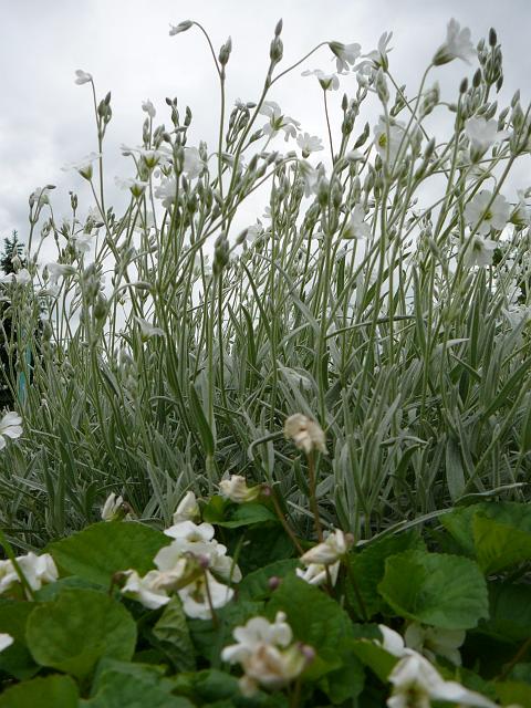 P1340646.JPG