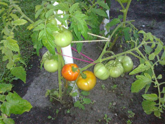 20120801383.jpg