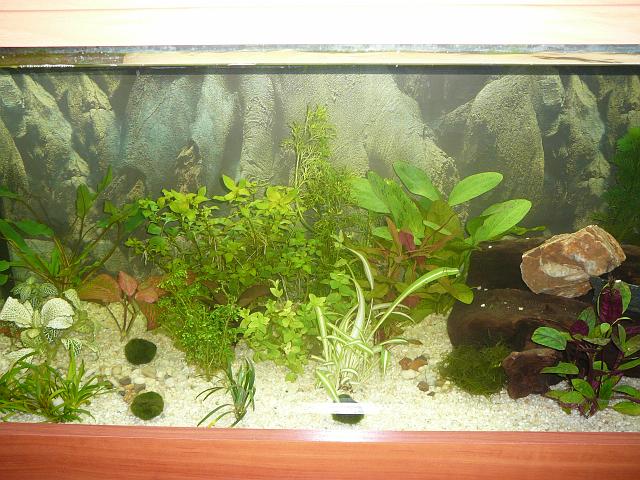 P1040368.JPG - Z pokrywą