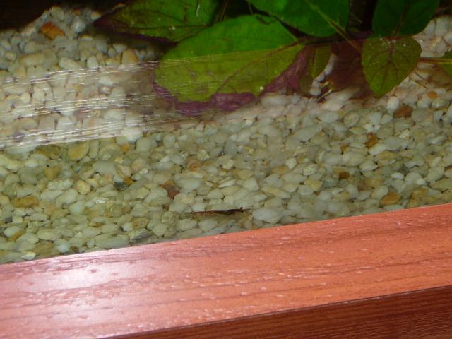 P1040399.JPG - Pierwsi mieszkańcy ;)