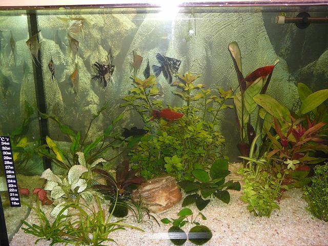 P1040493.JPG - Nowi mieszkańcy