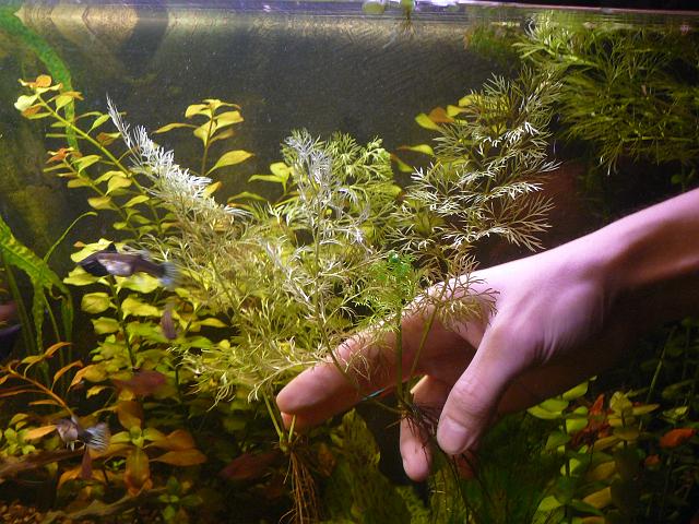 P1050198.JPG - Dosadzanie roślin