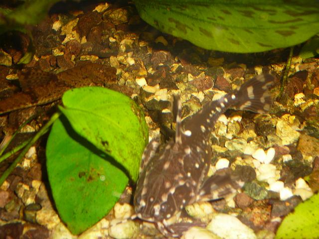 P1060176.JPG - W tle zbrojnik kolumbijski loricaria